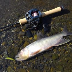 ベイトフィネスでハス釣り